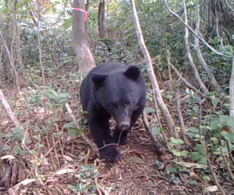 Japan to bolster measures against bears waking up from hibernation - The Japan Times