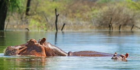 Tourist attractions in Lake Baringo national park | Kenya Wildlife ...