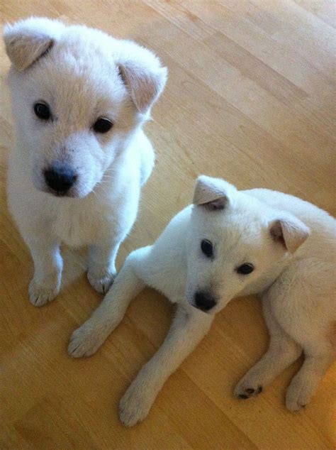 Korean Jindo puppies