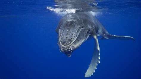 whale, Animals, Underwater, Mammals, Blue, Sea Wallpapers HD / Desktop and Mobile Backgrounds