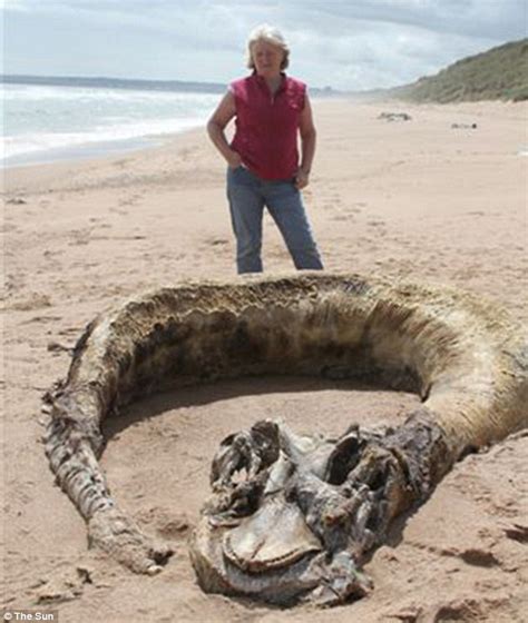 Sea monster found on the beach of Aberdeen, UK - Earth Changes and the Pole Shift