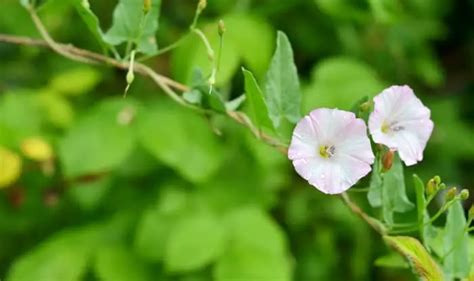 11 Types Of Vine Weeds [Easy Identification With PHOTOS]