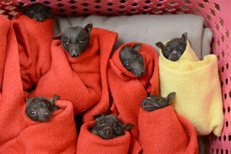 28 little red flying fox pups treated for hypothermia - Australian Geographic