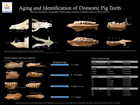 (PDF) Aging and Identification of Domestic Pig Teeth