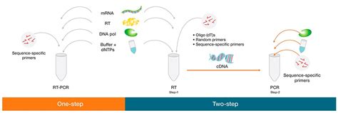 Five Steps to Fast RT-PCR | Thermo Fisher Scientific - US