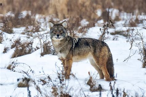 Coywolf Or Coyote-Wolf Hybrid [All You Need To Know]