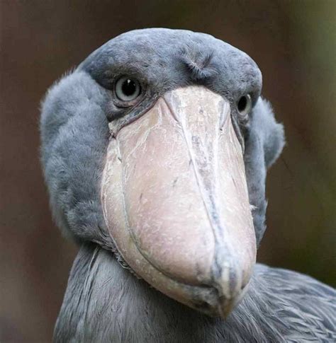 6d4d0e9d43376045f4b1f11e26ac638a.jpg (899×920) (With images) | Shoebill, Shoebill bird, Shoebill ...