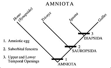 Lecture 8 - Tetrapods