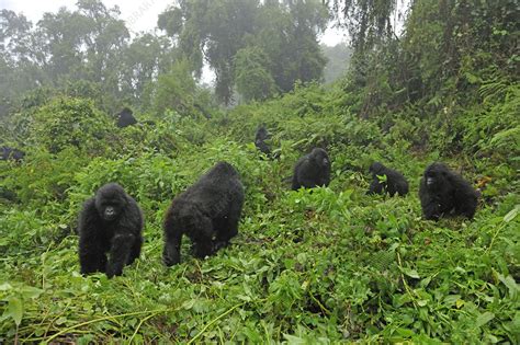 Mountain Gorilla family group in a forest clearing, Rwanda - Stock Image - F023/2799 - Science ...