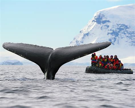 Humpback Whale Fluke Photograph by Tony Beck