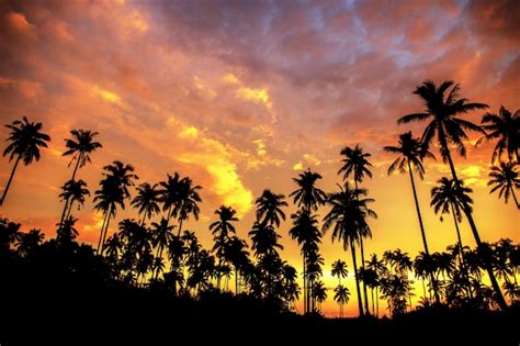 Premium Photo | Coconut tree on beach at the sunset.