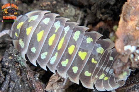 "Klugii Pudding" Clown Isopods (Armadillidum klugii) 10 C...