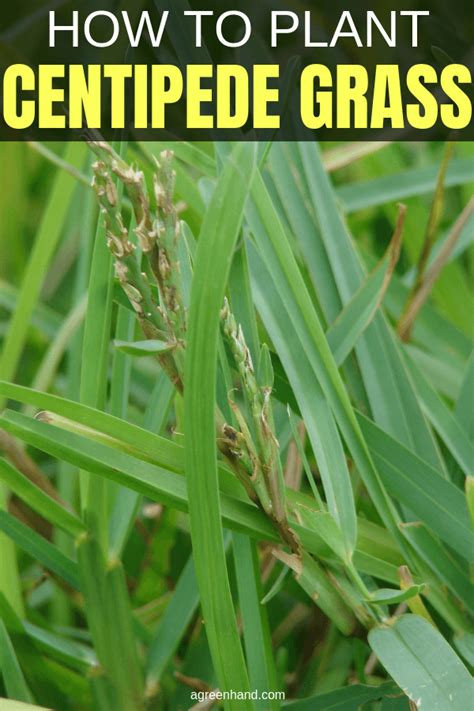 How To Plant Centipede Grass Seed