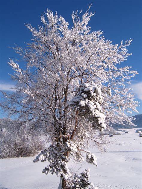 🔥 Download Winter Tree White Snow HD Wallpaper by @terric67 | Winter ...