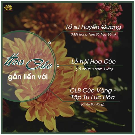 Hoa cúc - Hình ảnh gắn liền với chùa Ba Vàng