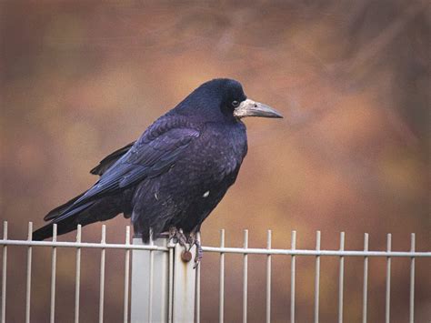 Rook | Rook (Corvus cornix) perched on a wire mesh fence. Ga… | Flickr