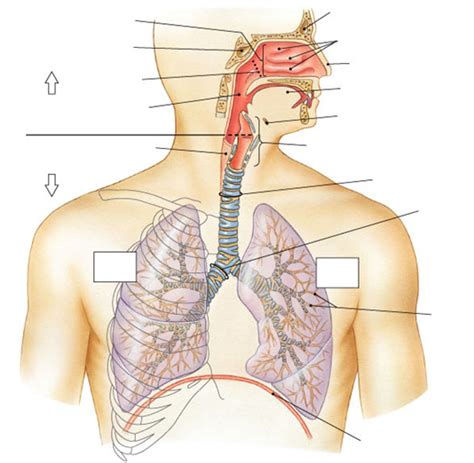 The respiratory system ANATOMY Diagram | Quizlet