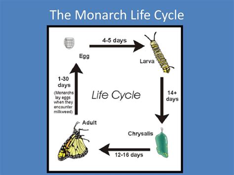 PPT - THE MONARCH BUTTERFLY PowerPoint Presentation - ID:27798