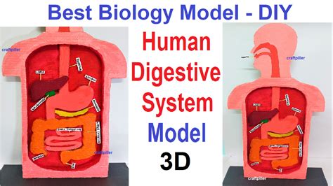 human digestive system model 3d making using cardboard and color paper ...