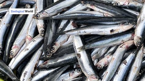 Anchovies Fish interesting facts - Zoological World