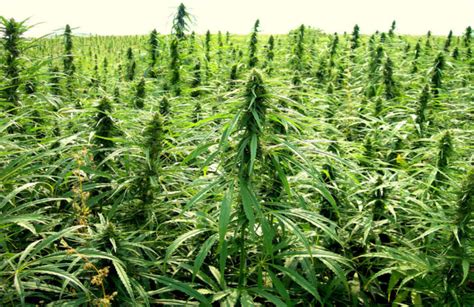 Marijuana Stocks Heading Into Elections - Marijuana Stocks | Cannabis ...