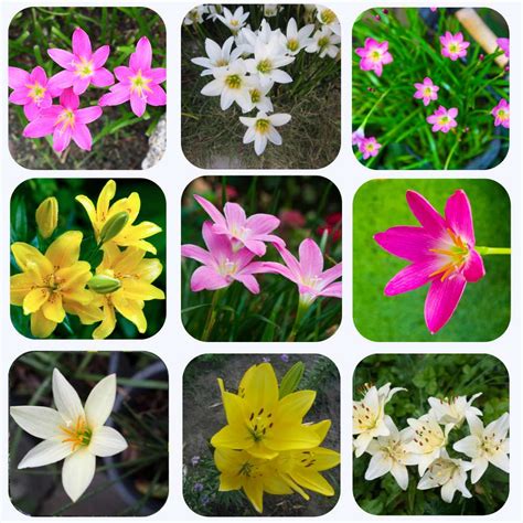 Buy Best Quality Rain Lily Flower Bulbs Mixed Color