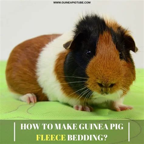 How to Make Guinea Pig Fleece Bedding? - Guinea Pig Tube