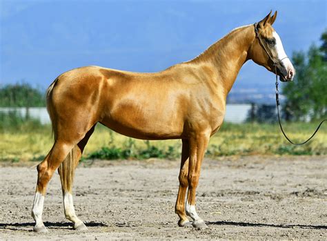 Akhal Teke Dressage