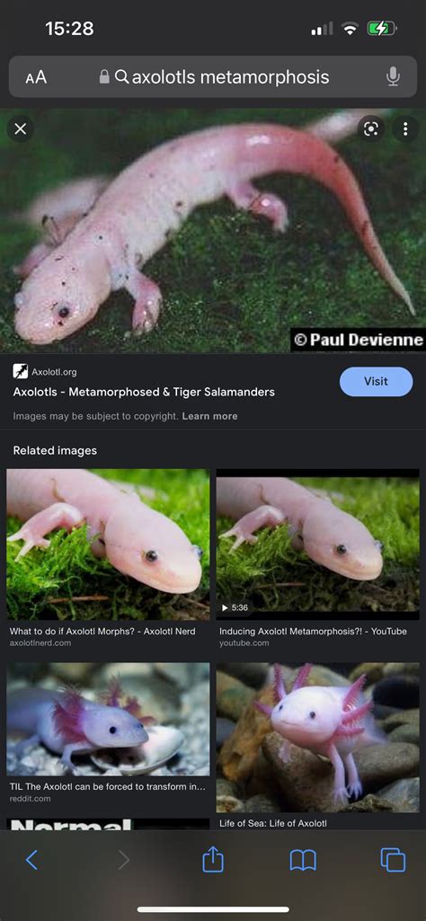 Axolotls are actually salamanders - Axolotls - MorphMarket Reptile ...