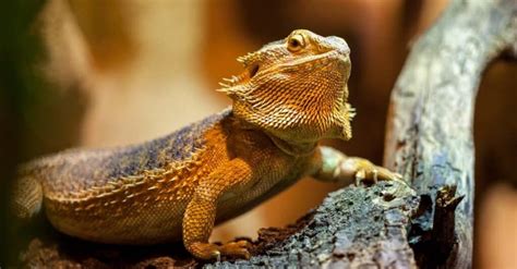 Bearded Dragon Humidity: The Ideal Range for Your Pet - A-Z Animals