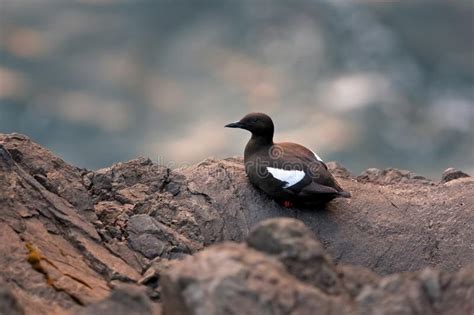 Black Guillemot,tystie, Cepphus Grylle, Faroe Island, Europe Stock Image - Image of fish, climb ...