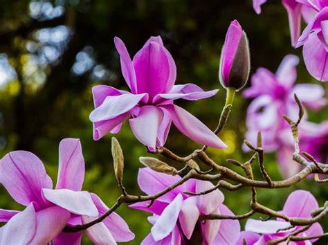 See 200 Magnolias in Bloom at the SF Botanical Garden