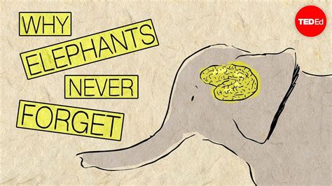 Why elephants never forget - Alex Gendler