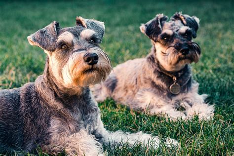 Male & Female Schnauzer Weights & Heights by Age → K-9 Specialist