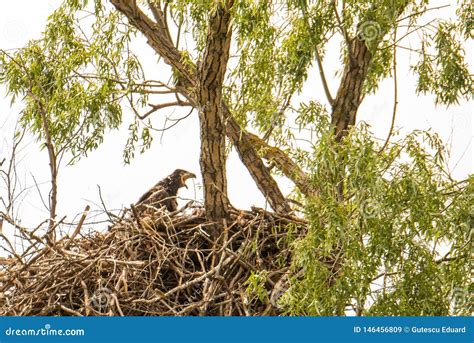 White Tailed Eagle Nest in Danube Delta , Romania Wildlife Bird Watching Stock Image - Image of ...