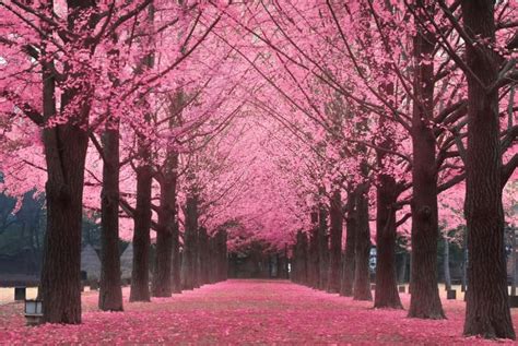 KOREA CHERRY BLOSSOM - Gardi Tour Makassar