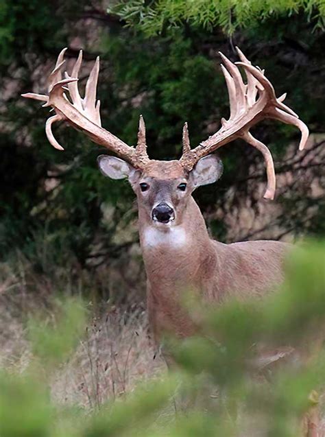 Los cazadores deer hunting awards 2021 – Tiple AAA&J Ranch