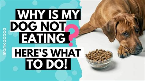 Why Is My Dog Not Eating? - Happy Critters