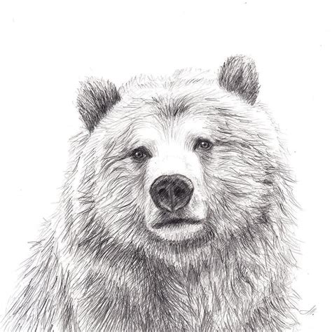 #bear #bearlove #beardrawing #bearpencil #bearillustration #pencildrawing #pencil # ...