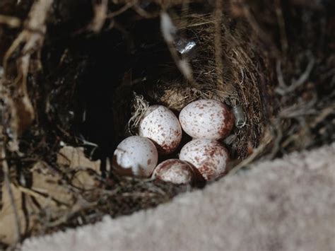 Carolina Wren Nesting: A Complete Guide | Birdfact