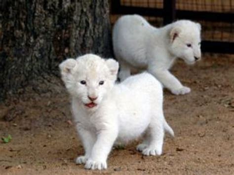 Baby White Lion Pictures - 2013 Wallpapers