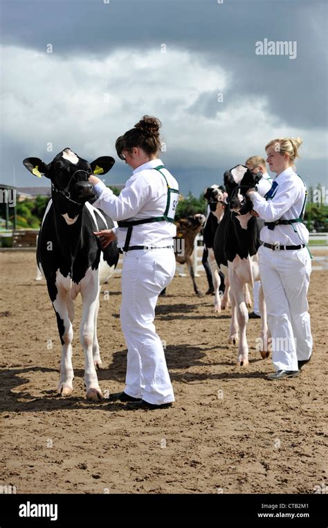 Showing dairy cattle in the Young Handlers section of an agricultural show in the UK Stock Photo ...