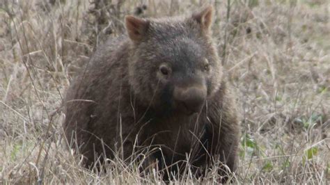 Research to help conserve wombat populations and minimise road ...