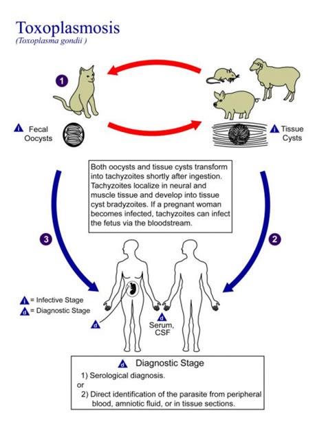 Bacterial and Viral Infections and Miscarriage | HubPages