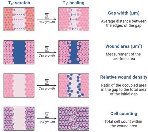 Scratch (Wound Healing) Assay - Creative Bioarray CellAssay