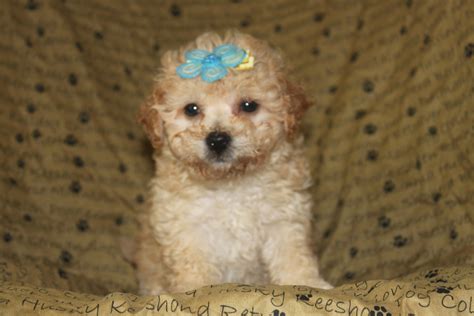 Bichon Poo Puppies For Sale - This is a male bichon poo puppy posted at ...