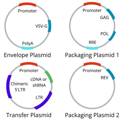 Lentivirus Packaging Generations Resources | BioInnovatise