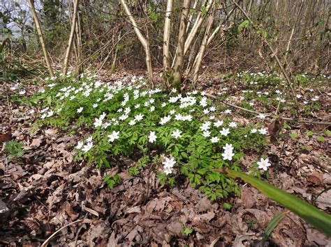 Plovers Blog: Woodland flowers