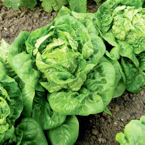 Buy Lettuce 'Little Gem' (Organic) - Seeds | Organic Gardening Catalogue