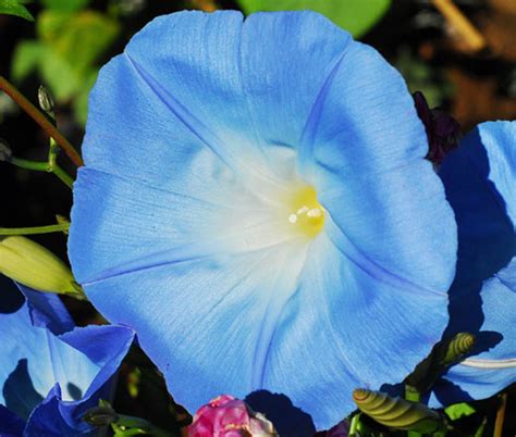 Morning Glory Ismay Seeds Ipomoea Tricolor Seeds